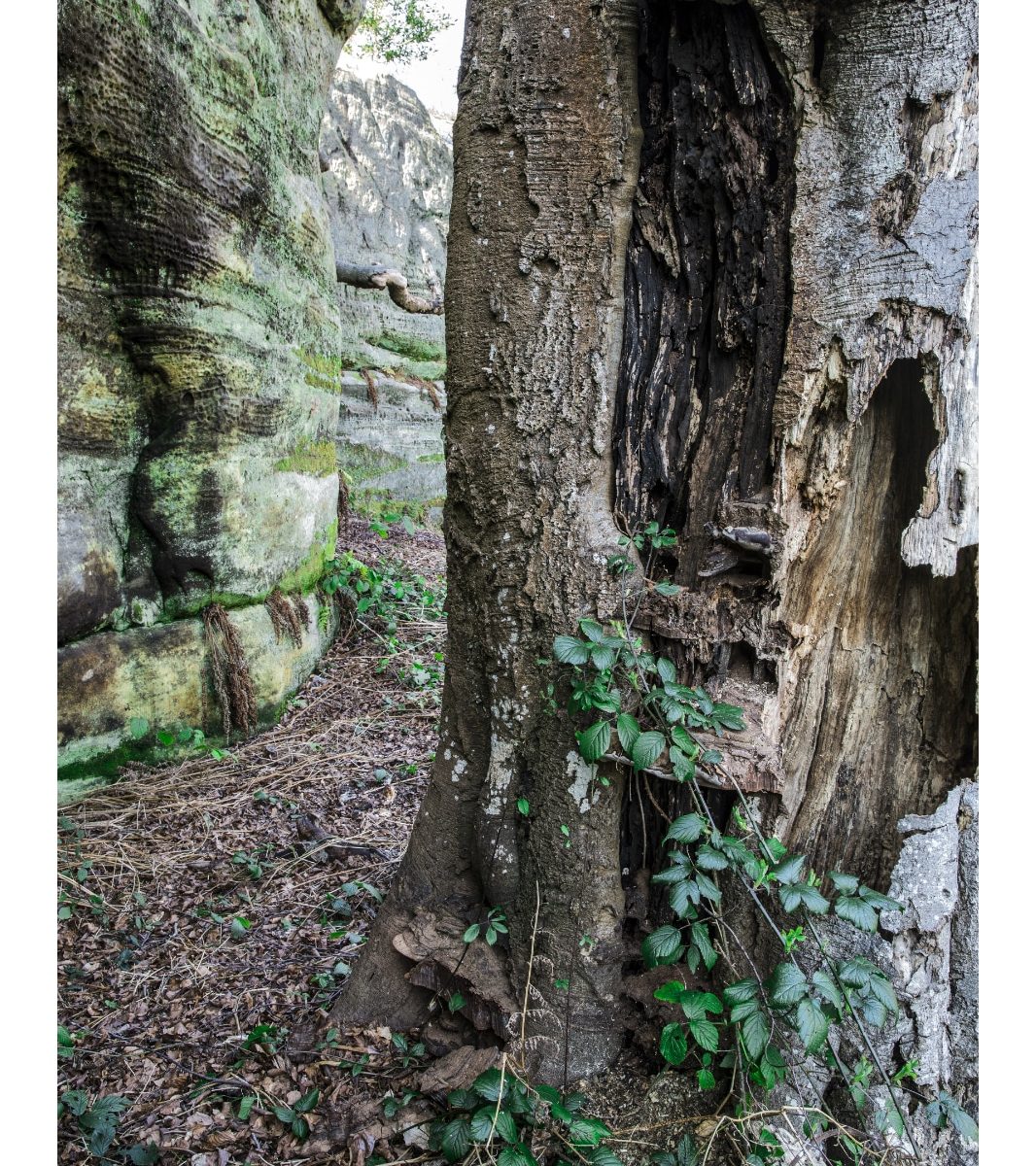 Rich Clark Images
