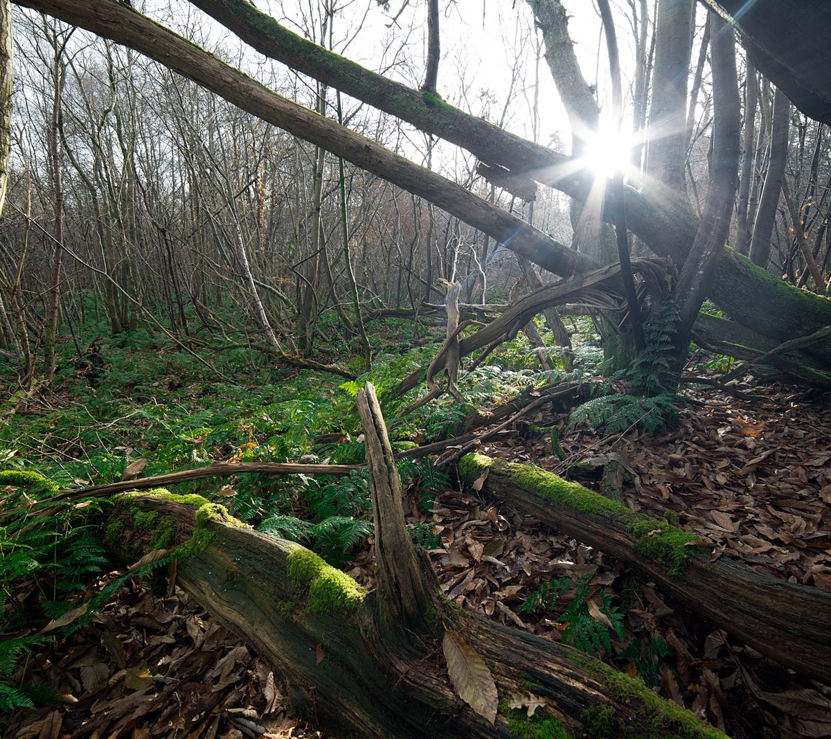 Eridge Rocks, Woods, Walks, Rich Clark Images