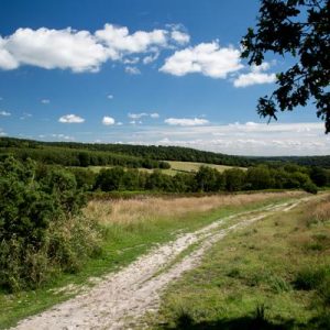 Read more about the article Don’t keep to the path.