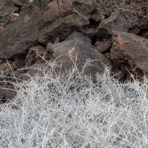 Read more about the article Trip Guide – Lanzarote