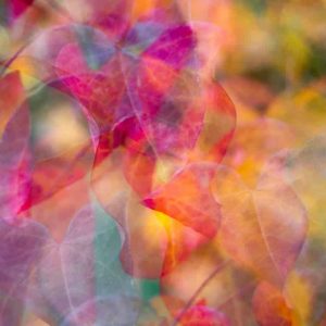cercis art print