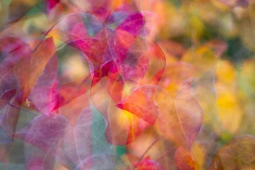 cercis art print