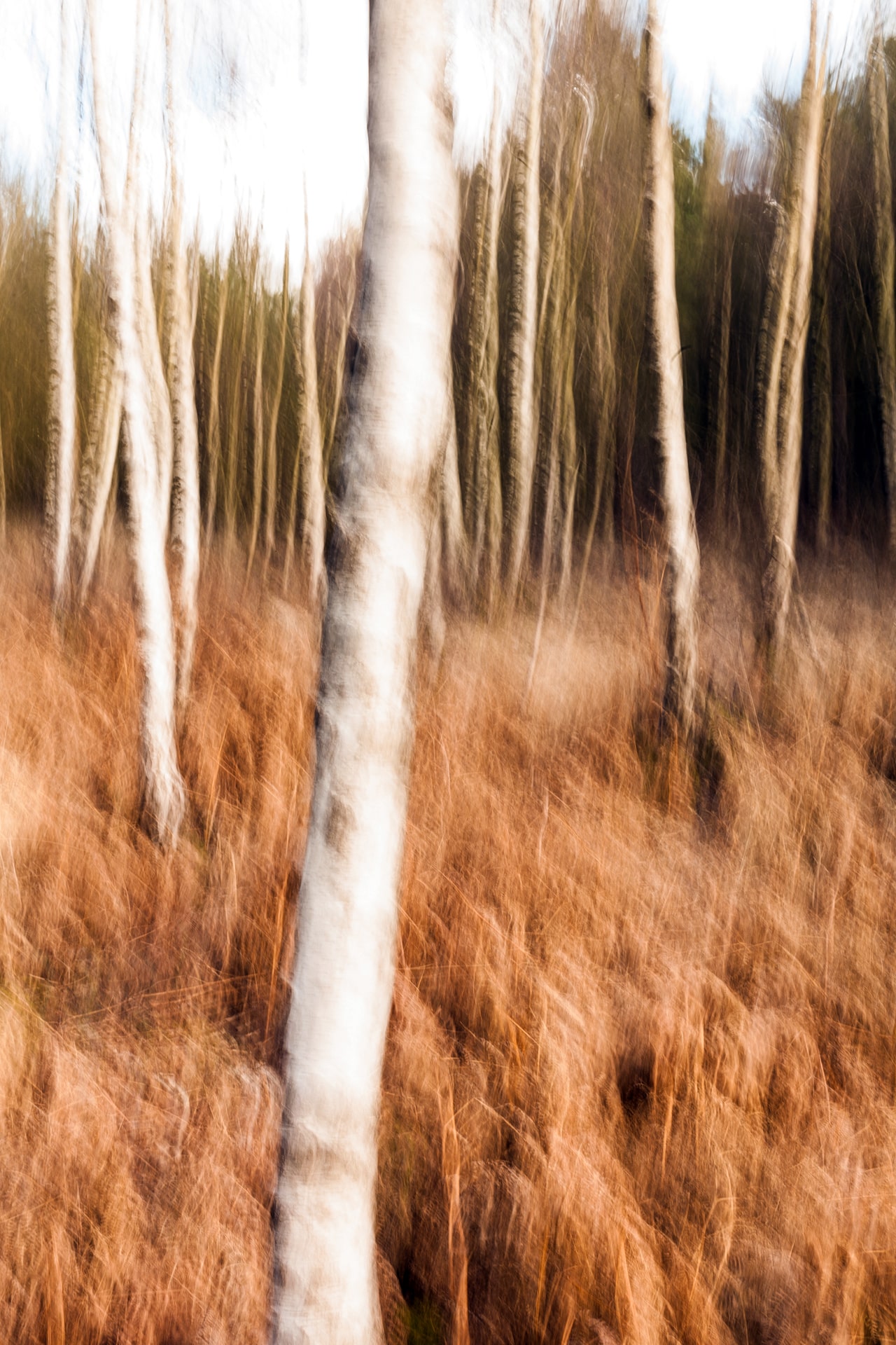 Birches - II