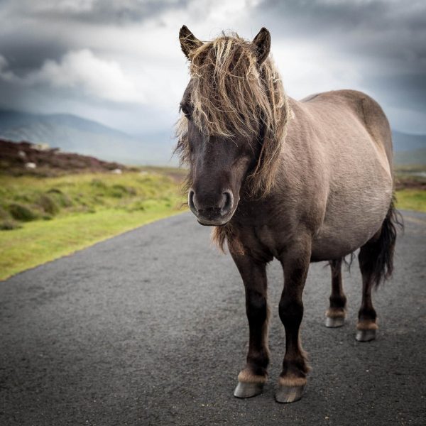 Eriskay Pony I