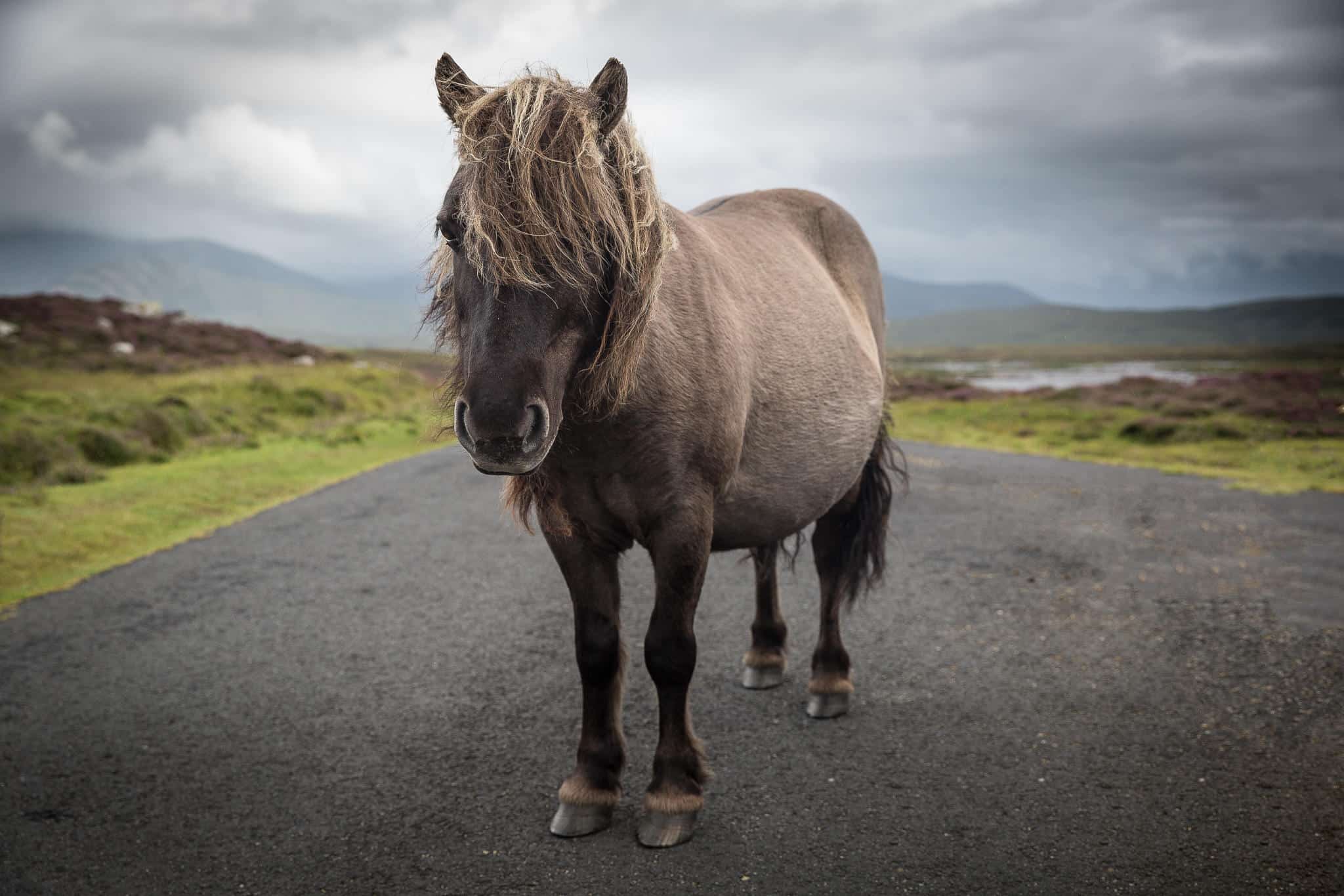 Eriskay Pony I Original