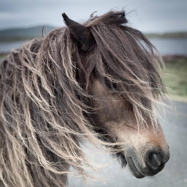 Eriskay Pony III
