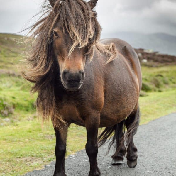 Eriskay Pony VIII