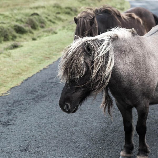 Eriskay Pony XII