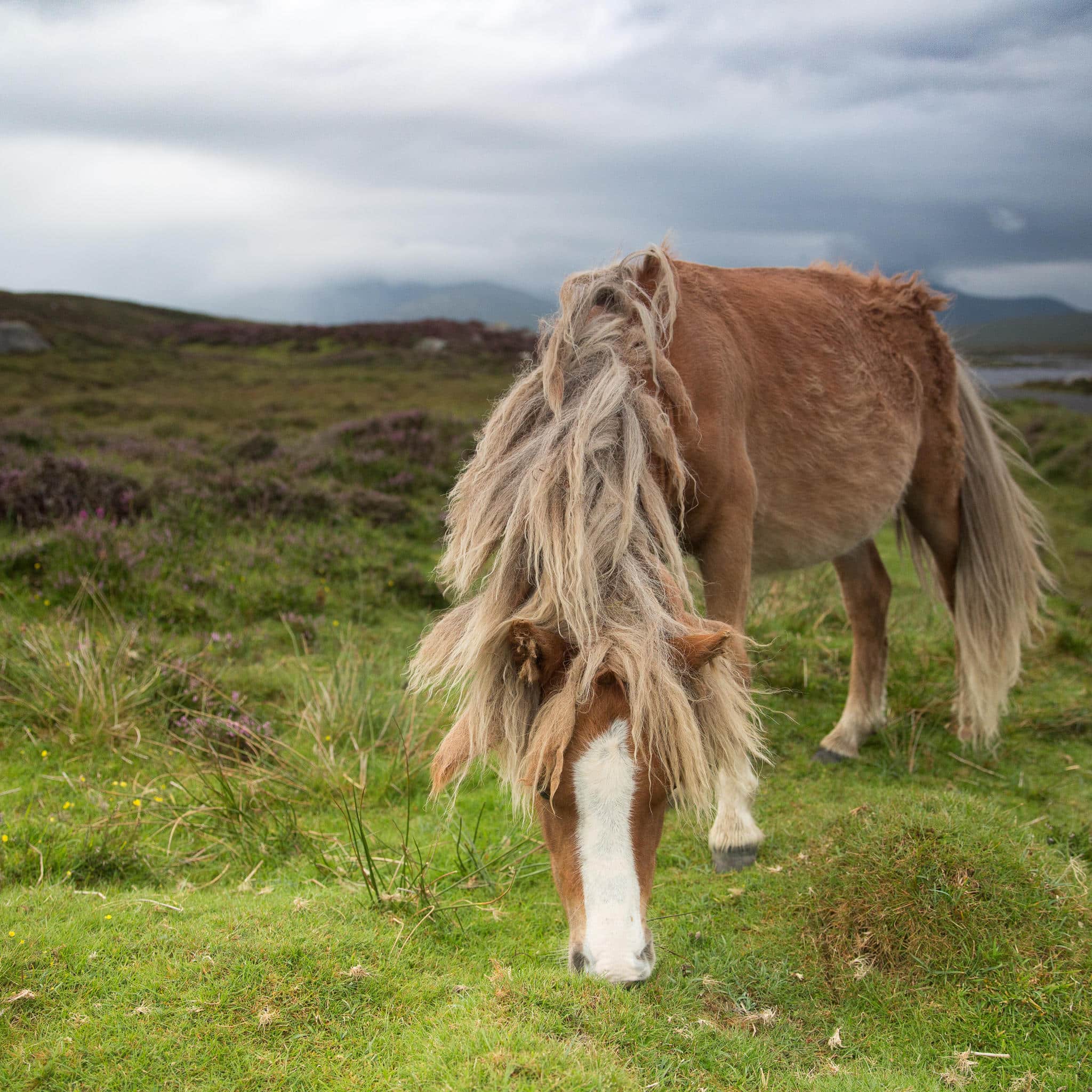 Eriskay Pony XV