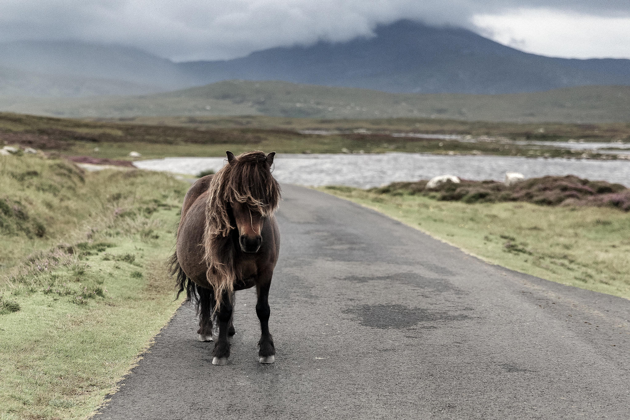 Eriskay Pony XVII