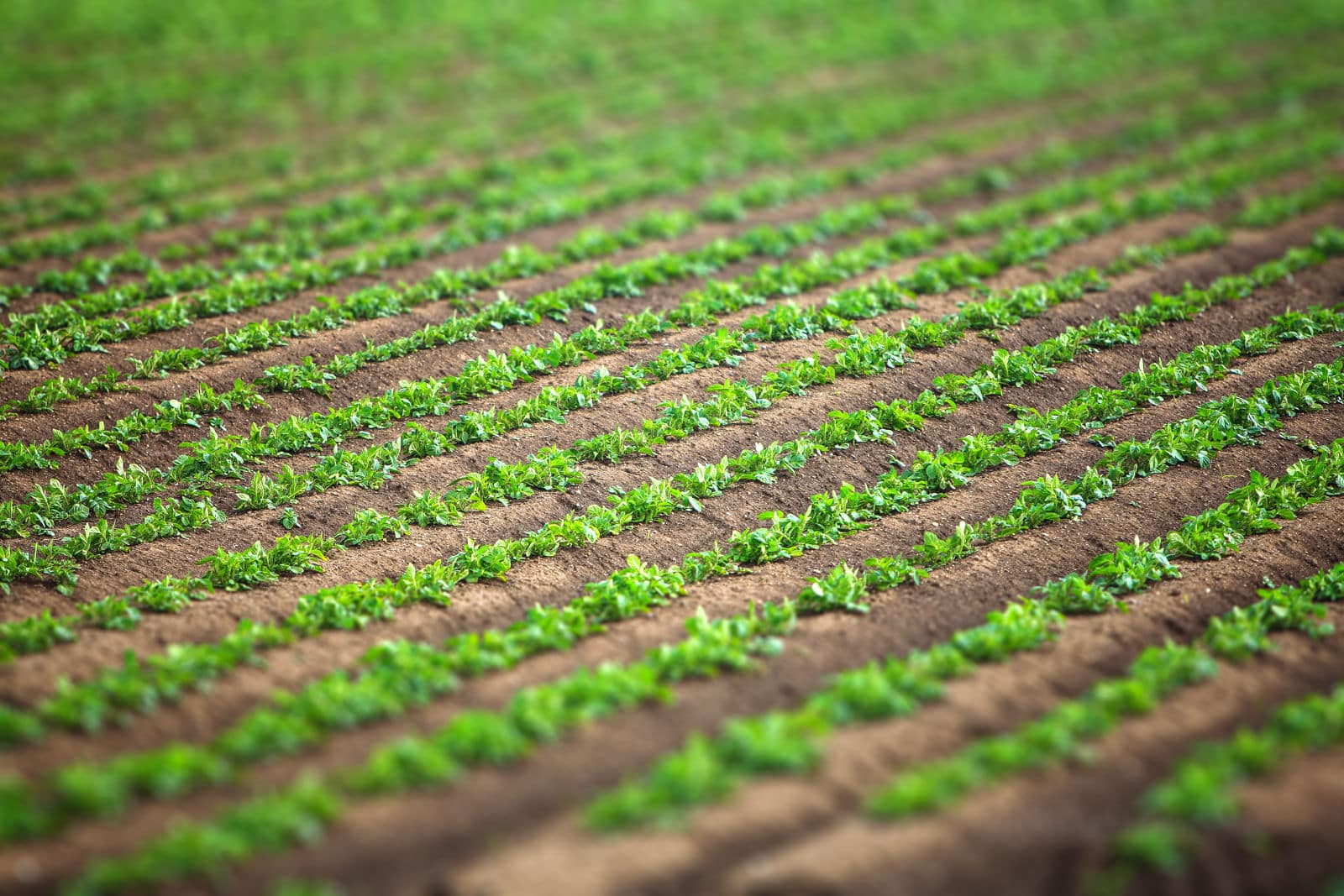 IMG_4009-tiltshift