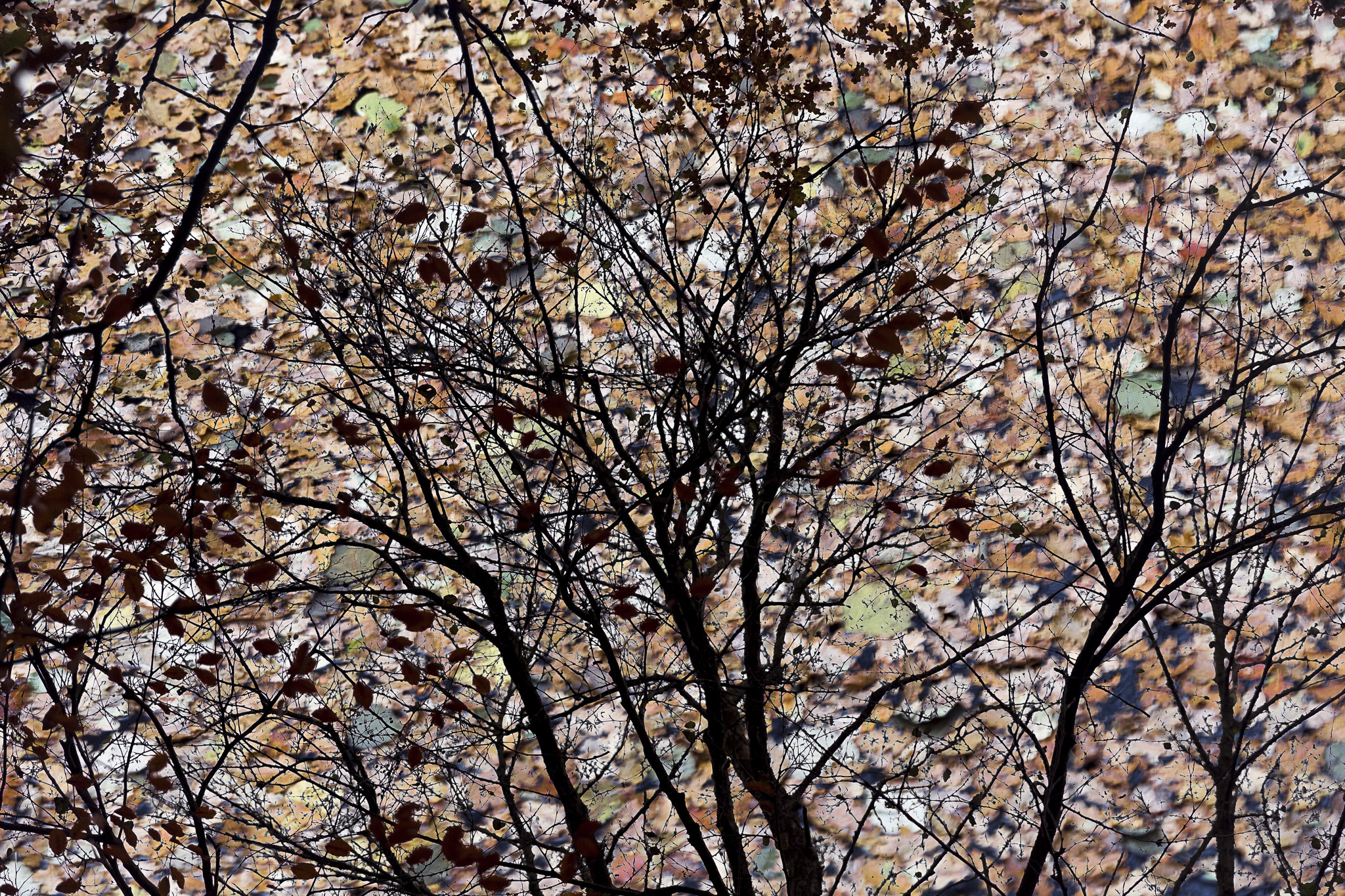 RCI_4957