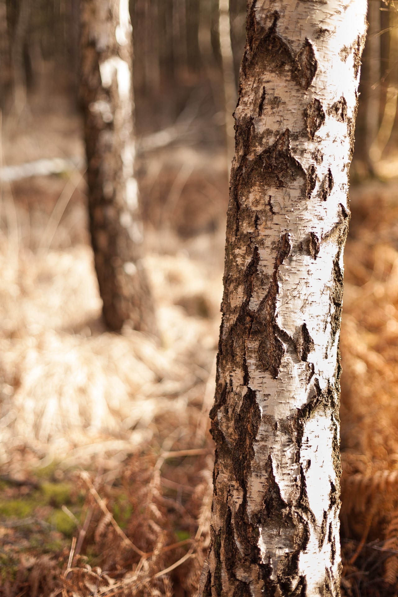 Trees - Two