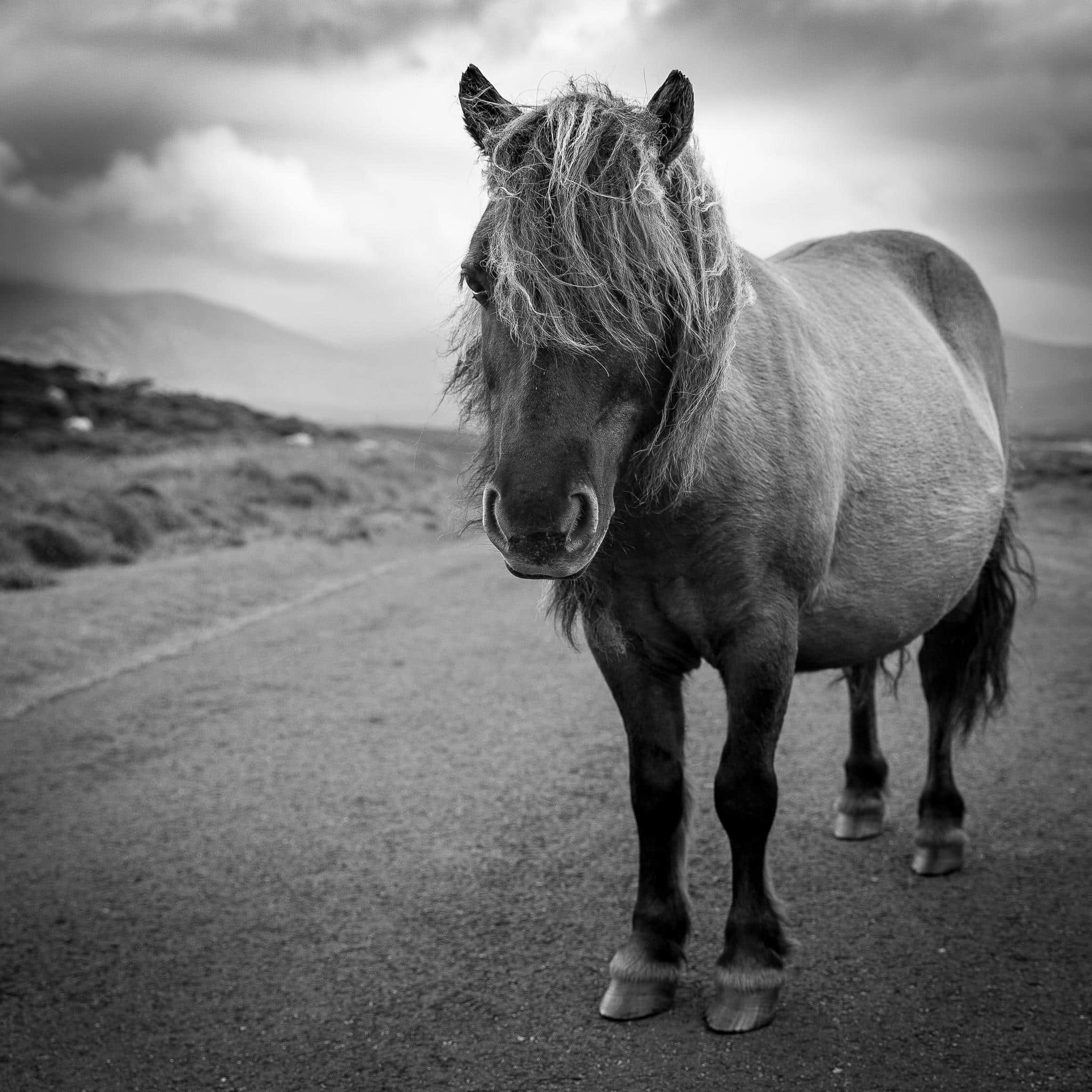 Shetland Pony I Mono