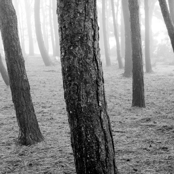 Read more about the article Friends Clump – Ashdown Forest