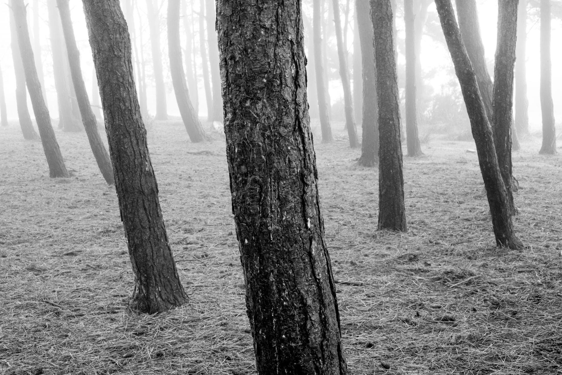 You are currently viewing Friends Clump – Ashdown Forest